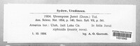Uromyces junci image